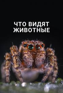 Что видят животные (фильм 2018)